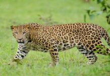 देवभूमि में भालू औऱ तेंदुए के खौफ से होली की रौनक पड़ी फीकी