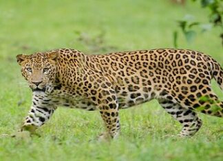 देवभूमि में भालू औऱ तेंदुए के खौफ से होली की रौनक पड़ी फीकी