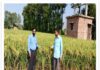 हाइब्रिड धान बीजों ने बदली किसानों की तस्वीर: कृषि विभाग की पहल से 70 हेक्टेयर क्षेत्र में शुरू हुई हाइब्रिड धान खेती